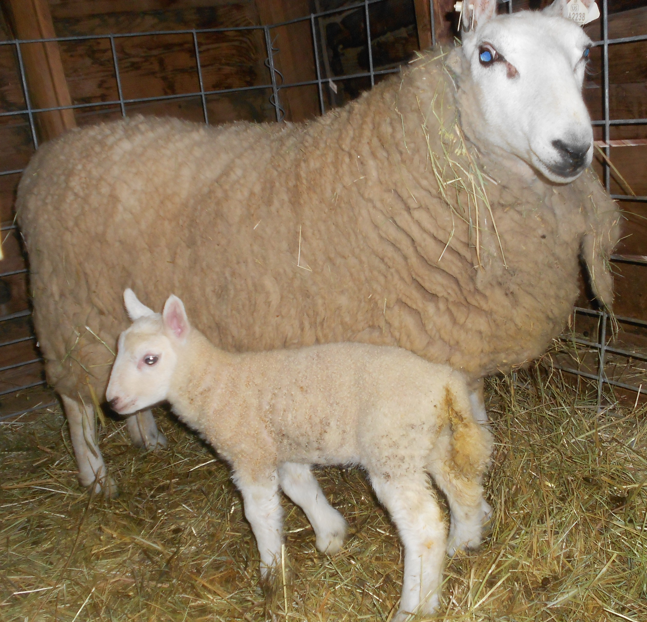 Miniature Cheviot Sheep For Sale Shepherd's Bounty