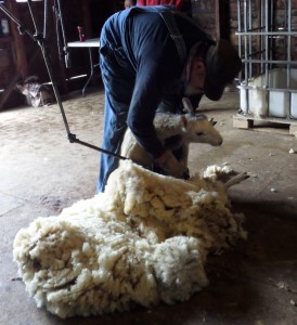 One of Shepherd's Bounty fleeces 