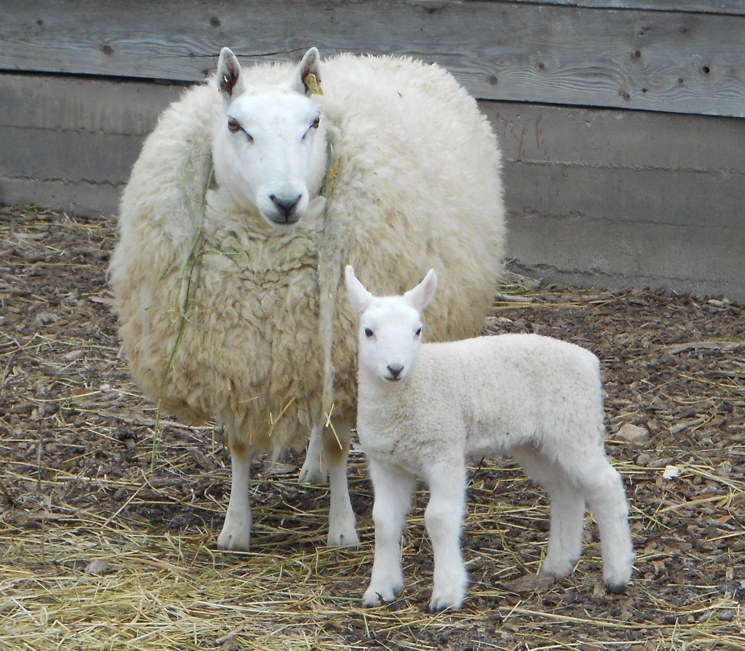 spring-lambs-2012-004.jpg