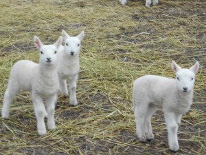 Our 2012 Spring Lambs