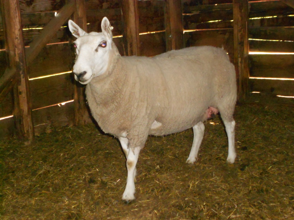 Miniature Cheviot Sheep For Sale Shepherd's Bounty