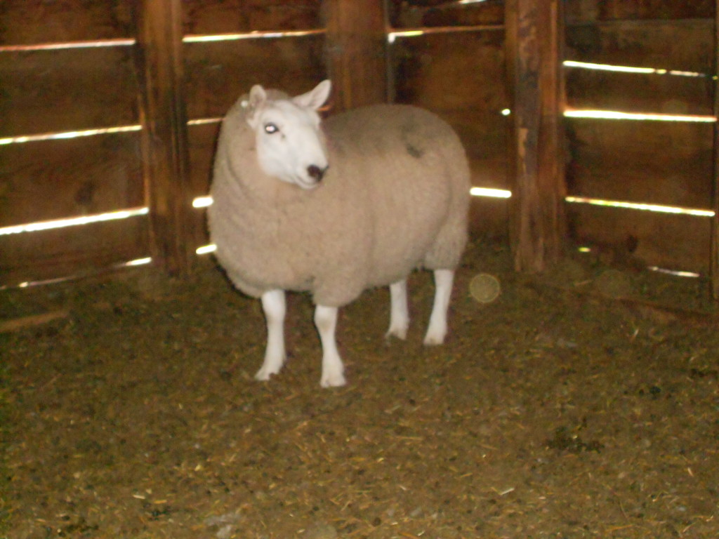 Miniature Cheviot Sheep For Sale Shepherd's Bounty