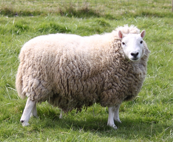 Купить алтайских овец. Горноалтайская порода овец. Шевиот порода овец. Горно Алтайская овца. Алтайская порода овец полугрубошерстная.